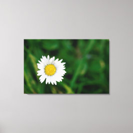 Daisy Canvas Afdruk