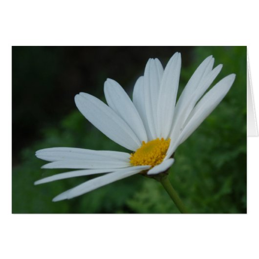 Daisy Card (Voorkant Horizontaal)