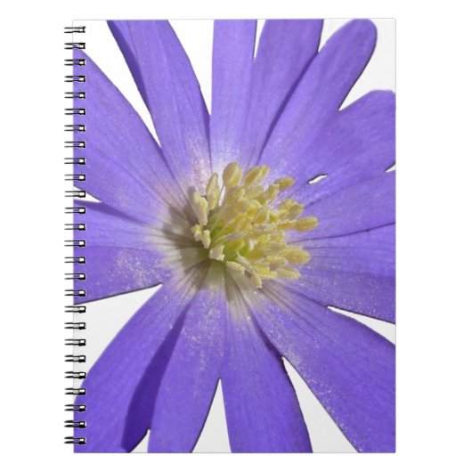 Daisy Carnet Blue Daisy Journaux Cadeaux Fleurs (Devant)