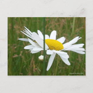 Daisy - Carte postale