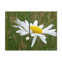 Daisy - Carte postale