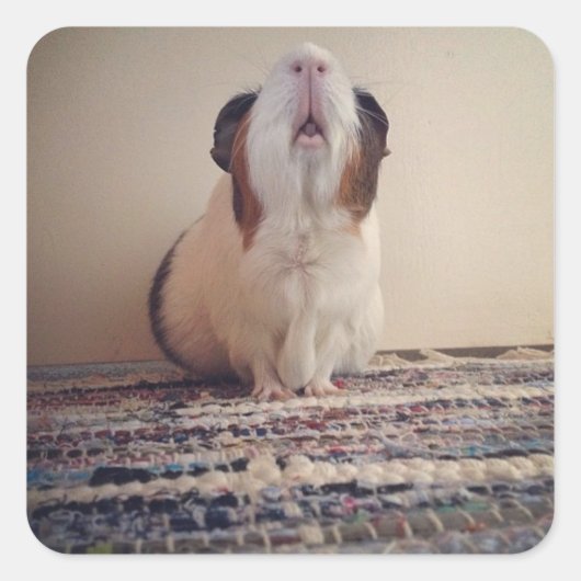 Daisy cavia stickers (Voorkant)