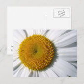 Daisy Close-up Briefkaart (Voorkant / Achterkant)