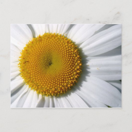 Daisy Close-up Briefkaart (Voorkant)