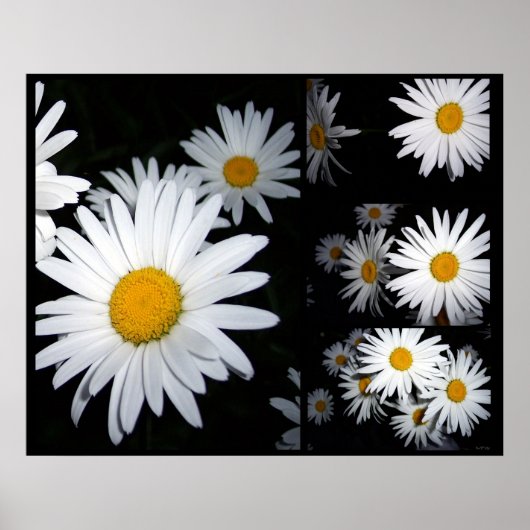 Daisy Collage Poster (Voorkant)