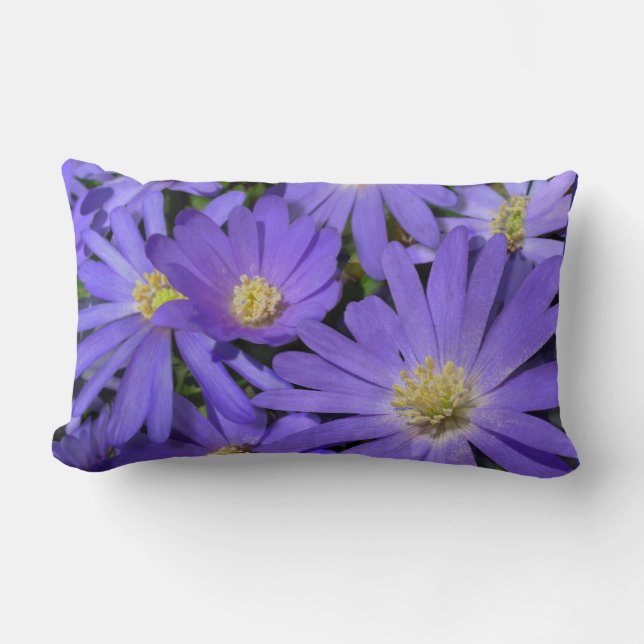 Daisy Coussin Blue Daisy Coussin Flower Decor (Recto)