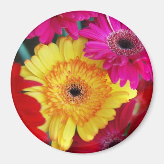 Daisy Daisy ~ Magnet Magneet (Voorkant)