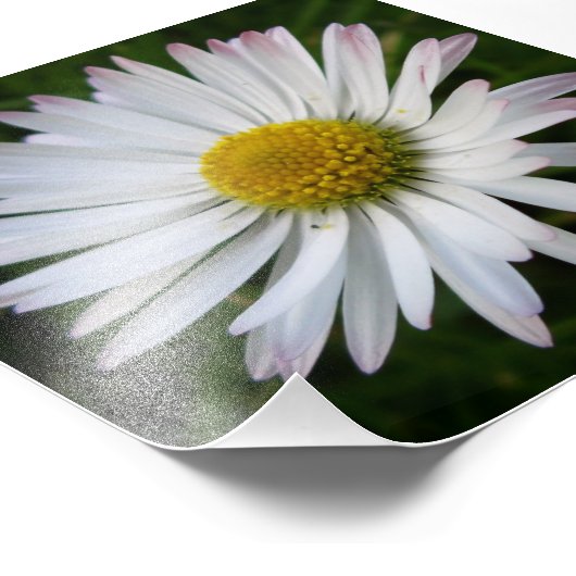 Daisy Darkness Foto Afdruk (Hoek)