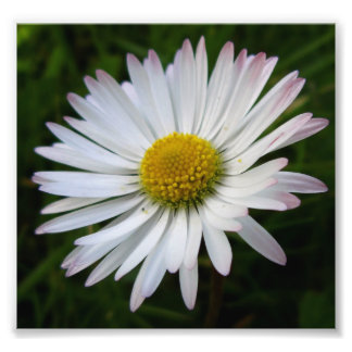 Daisy Darkness Foto Afdruk