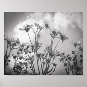 Daisy Day Black and White Daisies Flower Archival Poster