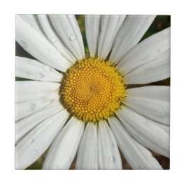 Daisy Dew Tile Tegeltje