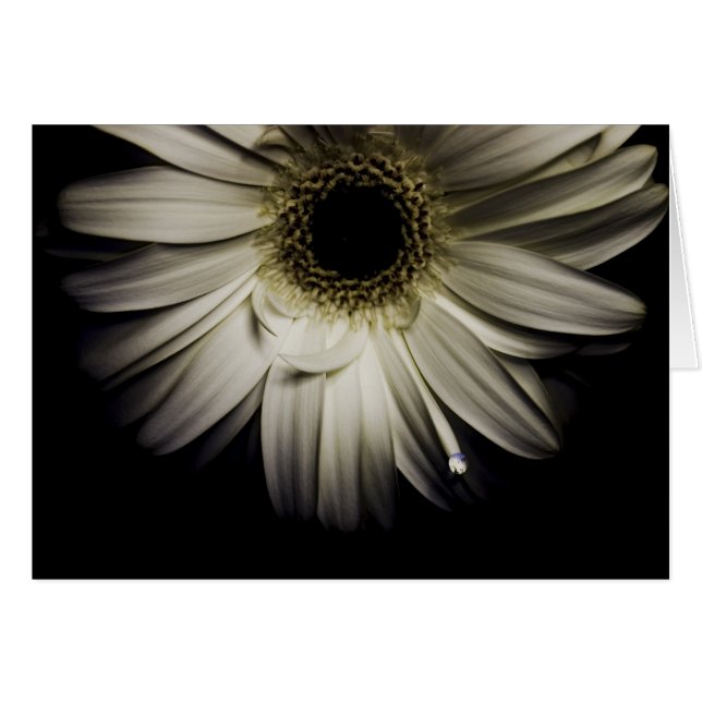 Daisy Droplet serie (Voorkant Horizontaal)