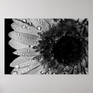 Daisy Droplets (zwart en wit) Poster