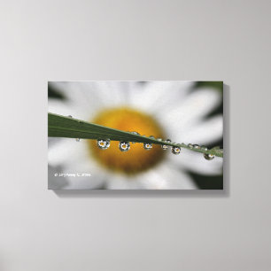 Daisy Drups natuur foto Canvas Afdruk