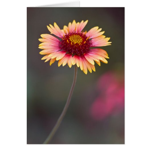 Daisy du désert rose et jaune (Devant)