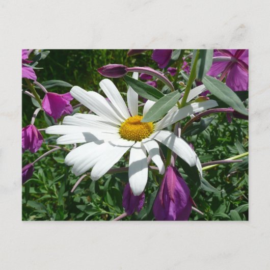 Daisy en Fireweed Wildflower Briefkaart (Voorkant)