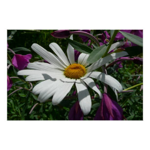 Daisy en Fireweed Wildflower Perfect Poster