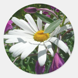 Daisy en Fireweed Wildflower Ronde Sticker