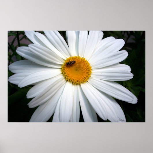 Daisy en The Bee Poster (Voorkant)