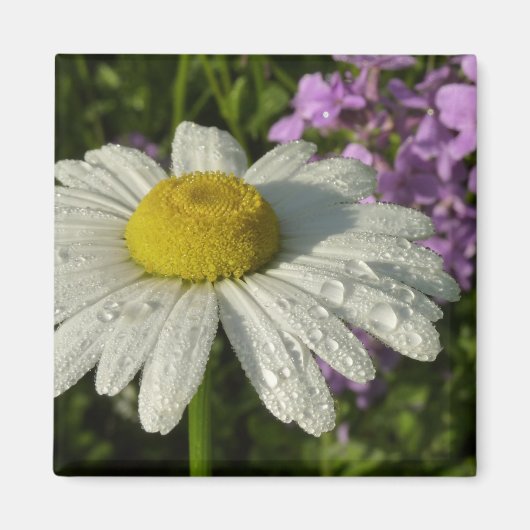 Daisy en Zomer Lila Wildflower Magneet (Voorkant)