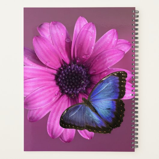 Daisy et Morpho (Dos)