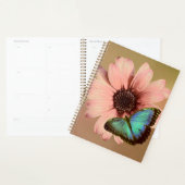 Daisy et Morpho (Devant avec enveloppe)
