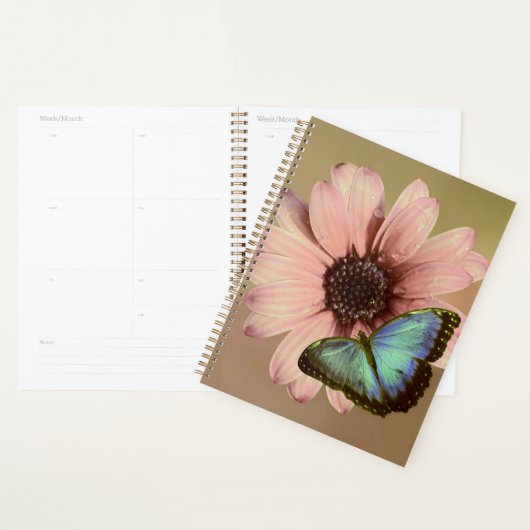 Daisy et Morpho (Devant avec enveloppe)