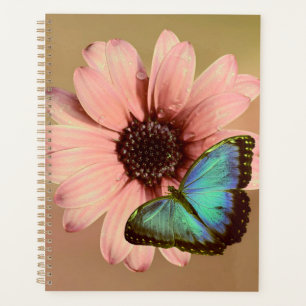 Daisy et Morpho