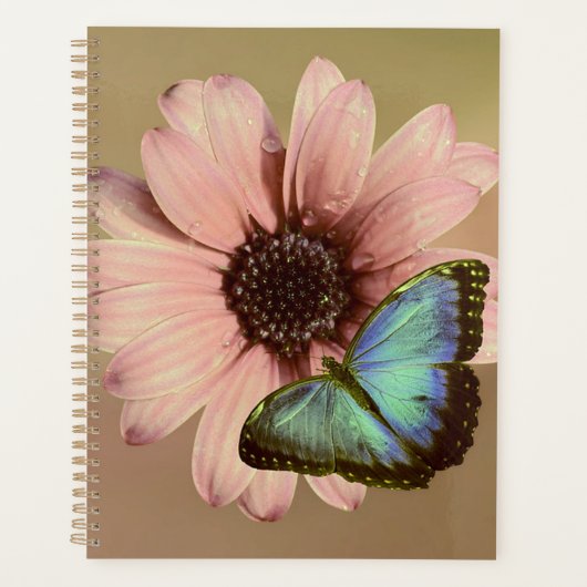 Daisy et Morpho (Devant)