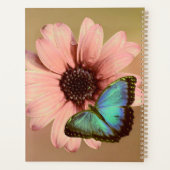 Daisy et Morpho (Dos)