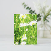 Daisy Field / Meadow Briefkaart (Staand voorkant)