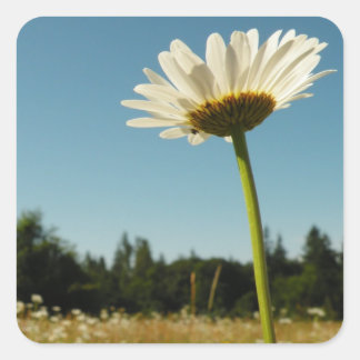 Daisy Field Sticker