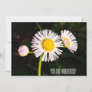Daisy fleabane flower. Je bent geweldig! Bedankkaart
