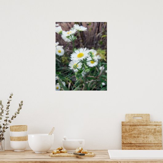 Daisy Fleabane Poster (Keuken)