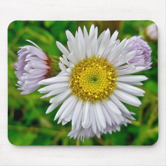 Daisy Fleabane Wildflower Mousepad Muismat (Voorkant)