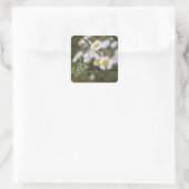 Daisy Fleabane Wildflower Stickers (Tas)
