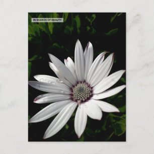 Daisy Flower briefkaart