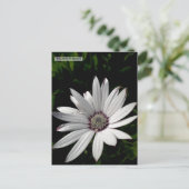 Daisy Flower briefkaart (Staand voorkant)