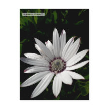 Daisy Flower briefkaart
