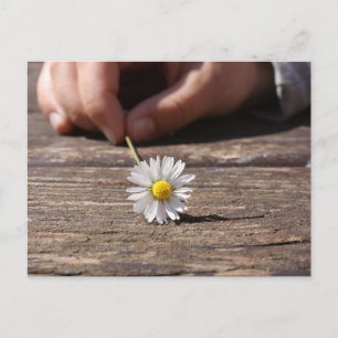 Daisy Flower Briefkaart