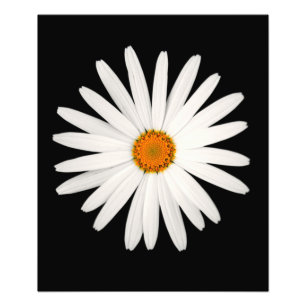 Daisy flower foto afdruk