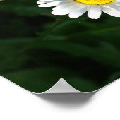 Daisy Flower Foto Poster (Hoek)