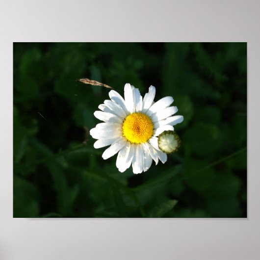 Daisy Flower Foto Poster (Voorkant)