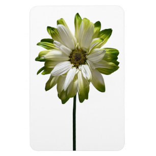 Daisy Flower fotomagneet Magneet