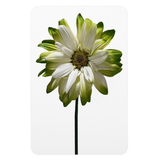 Daisy Flower fotomagneet Magneet (Verticaal)