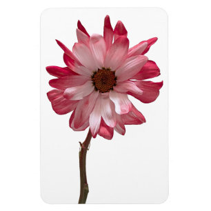 Daisy Flower fotomagneet Magneet