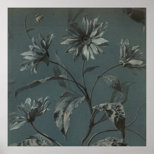 Daisy flower grijs Victoriaans  illustratie Poster (Voorkant)