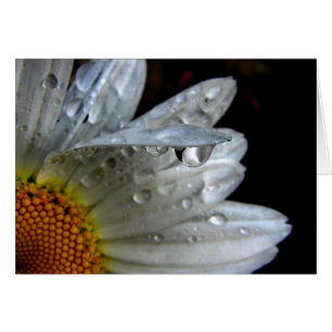 Daisy Flower Macro