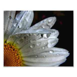 Daisy Flower Macro Foto Afdruk