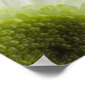 Daisy Flower on Black Poster (Hoek)